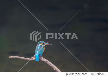 翠鳥優質特寫景觀素材 翠鳥優質特寫景觀素材 82220586