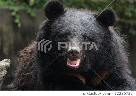 是的？你在這看嗎？ 82220722