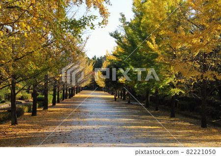 秩父繆斯公園銀杏黃葉 秩父繆斯公園銀杏黃葉 82221050