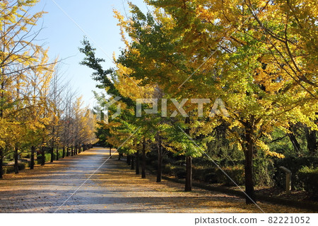 秩父繆斯公園銀杏黃葉 秩父繆斯公園銀杏黃葉 82221052