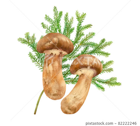 Fashionable autumn taste king matsutake mushroom and cypress leaf vector illustration material 82222246