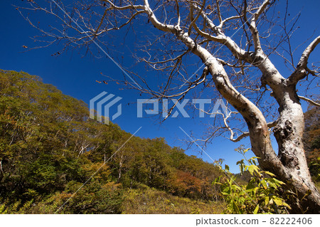 On the mountain trail between the summit of Mt. Nikko-Shirane in autumn and Goshoku-numama 82222406