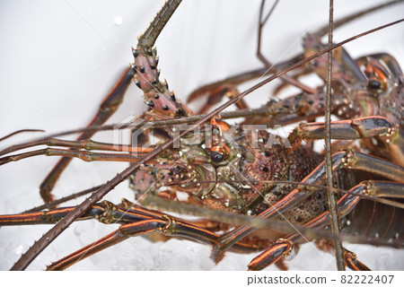 Shrimp Ise 82222407