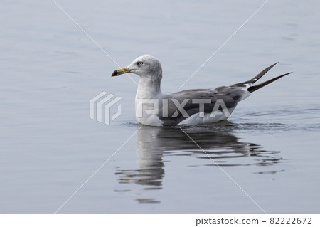 Black-tailed gull swimming in the shallow waters of the tide Black-tailed gull swimming in the shallow waters of the tide 82222672