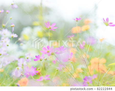 Pale cosmos flowers Pale cosmos flowers 82222844