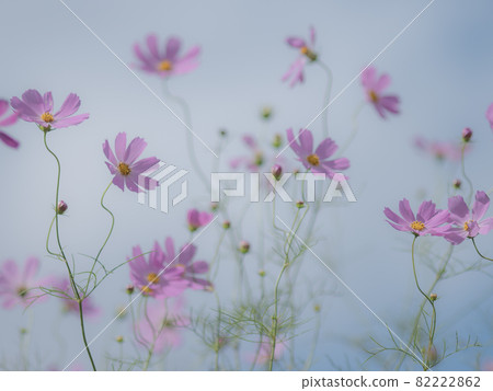 蒼白的波斯菊花 蒼白的波斯菊花 82222862