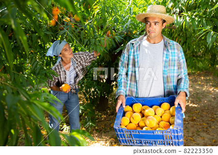 Woman farmer with male partner harvesting ripe peaches in fruit garden, putting in boxes Woman farmer with male partner harvesting ripe peaches in fruit garden, putting in boxes 82223350