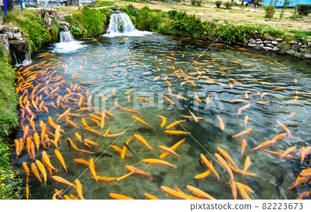 Trout fish farm at Ingenio in Junin, Peru Trout fish farm at Ingenio in Junin, Peru 82223673