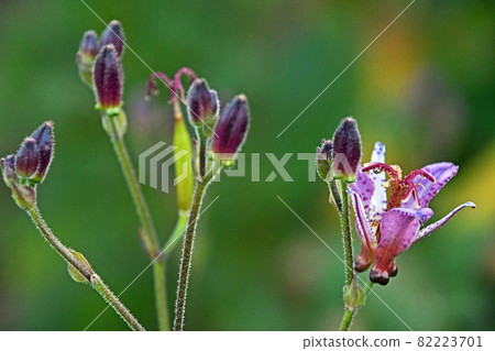 Buds, flowers and fruits of Japanese toad lily Buds, flowers and fruits of Japanese toad lily 82223701