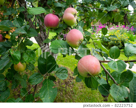 Fresh red apple on a tree branch 82223752