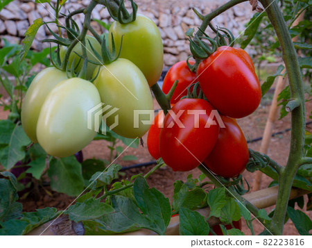 Fresh green and red tomatoes on a branch Fresh green and red tomatoes on a branch 82223816