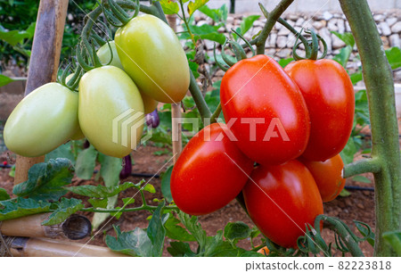 Fresh green and red tomatoes on a branch Fresh green and red tomatoes on a branch 82223818