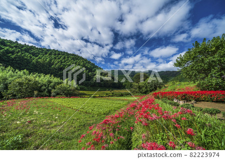 群孤挺花，日向藥師的田園風光【神奈川縣伊勢原市】 82223974