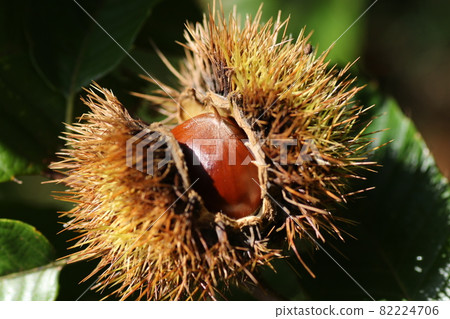 It's autumn, and a big brown chestnut from the squid It's autumn, and a big brown chestnut from the squid 82224706