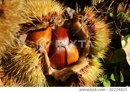 Large brown chestnuts in squid 82224823