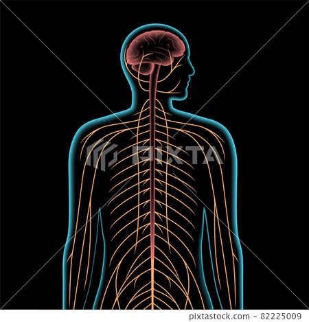Central nervous system 82225009