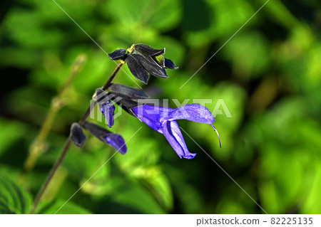 薩爾維亞·瓜拉尼奇卡尖叫 薩爾維亞·瓜拉尼奇卡尖叫 82225135