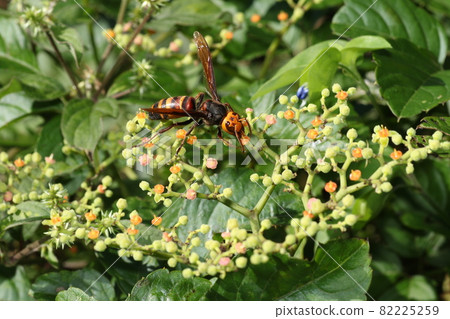 The giant hornet came to suck the sweet honey of Cayratia japonicum in the fall The giant hornet came to suck the sweet honey of Cayratia japonicum in the fall 82225259