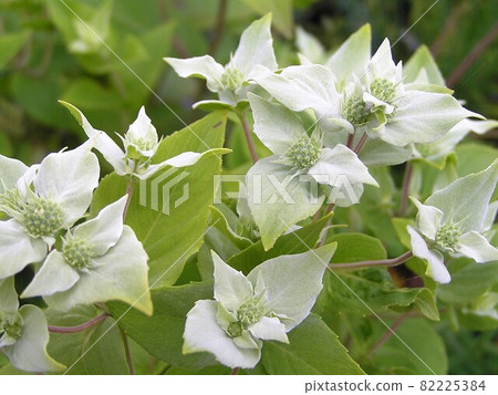 Mountain mint / broad leaf Mountain mint / broad leaf 82225384