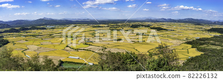 Rice field Rice field 82226132