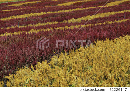 flower garden flower garden 82226147