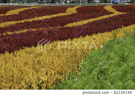 flower garden flower garden 82226148