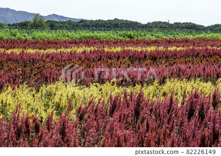 flower garden flower garden 82226149