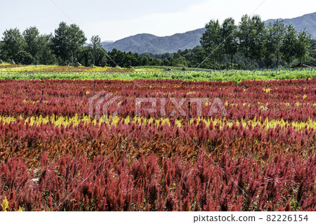 flower garden flower garden 82226154