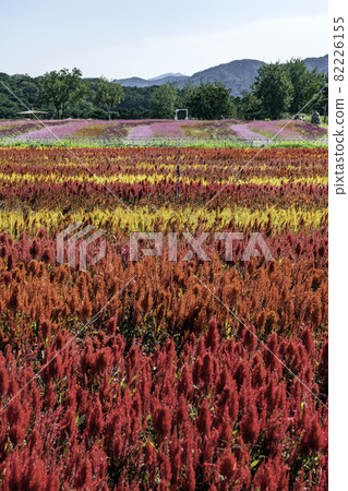 flower garden flower garden 82226155