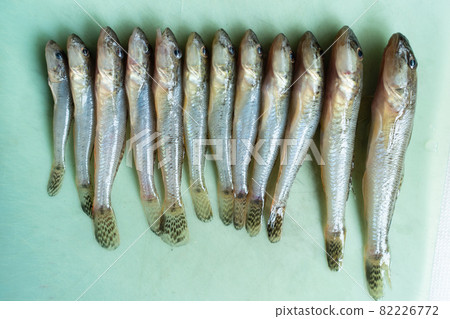 Goby caught in the sea of Okayama prefecture, Japan Goby caught in the sea of Okayama prefecture, Japan 82226772