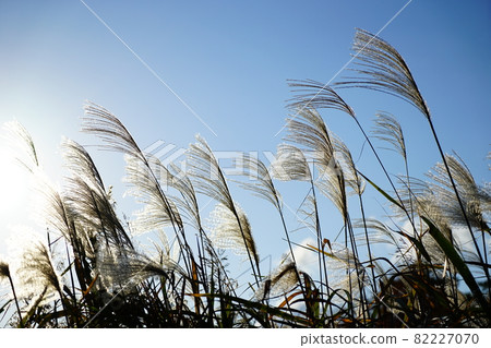 Backlit pampas grass against the blue sky 82227070