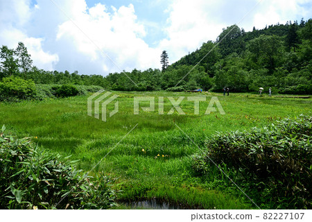 夏天的Tsugaike Natural Garden徒步旅行者去花園 82227107