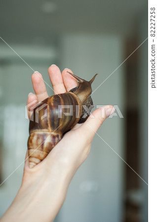 Dark brown snail achatina is hold by female hands, animal pets concept. 82227258