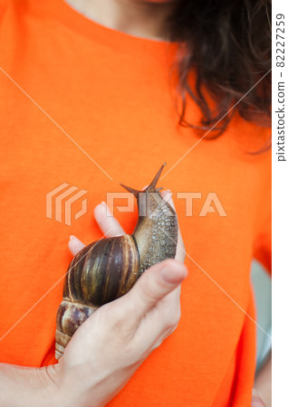 Dark brown snail achatina is hold by female hands, orange background, animal pets concept. 82227259