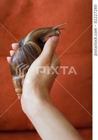 Dark brown snail achatina is hold by female hands, animal pets concept. 82227260