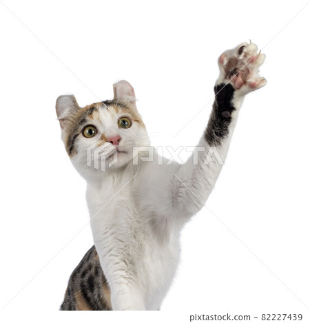 Shorthair American Curl cat on white 82227439