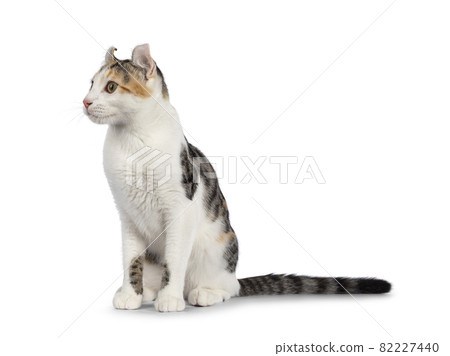 Shorthair American Curl cat on white 82227440
