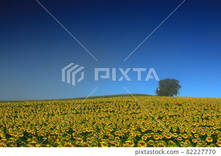 岩手縣二戶縣奧中山高原的向日葵田 82227770