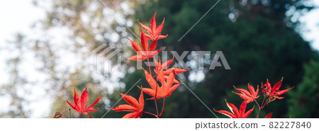 Taiwan beautiful maple leaf travel background maple maple leaf メープルリーフ red leaves モミジ もみじ 82227840