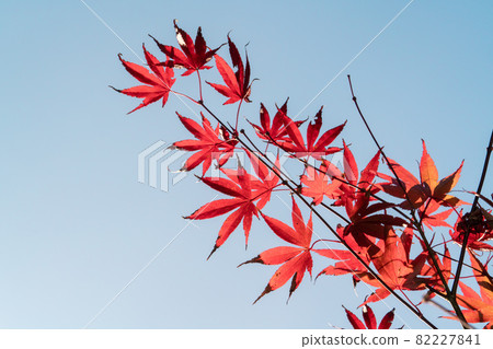 Taiwan beautiful maple leaf travel background maple maple leaf メープルリーフ red leaves モミジ もみじ 82227841
