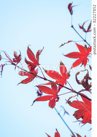 台灣 美麗 楓葉 旅遊 背景 楓樹 Maple leaf メープルリーフ 紅葉 モミジ もみじ 台灣 美麗 楓葉 旅遊 背景 楓樹 Maple leaf メープルリーフ 紅葉 モミジ もみじ 82227852