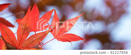 Taiwan beautiful maple leaf travel background maple maple leaf メープルリーフ red leaves モミジ もみじ 82227856