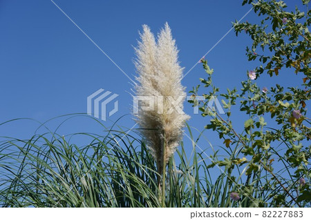 Pampasgrass Pampasgrass 82227883