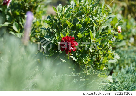 大麗花 大麗花 82228202