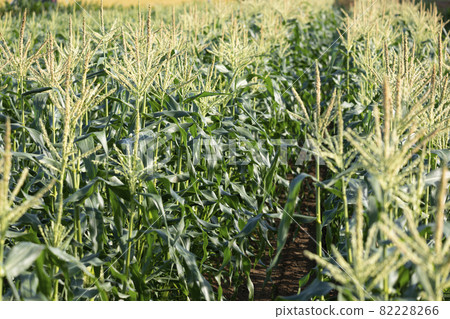 Corn field Corn field 82228266