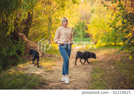 A blonde woman with a short haircut walks through the forest in a knitted sweater and two big black dogs rottweiler. Outdoor hiking in autumn forest A blonde woman with a short haircut walks through the forest in a knitted sweater and two big black dogs rottweiler. Outdoor hiking in autumn forest 82228625