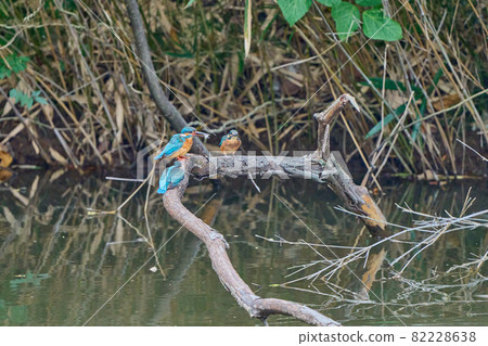 Jade Kingfisher Happy Blue Bird Jade Kingfisher Happy Blue Bird 82228638