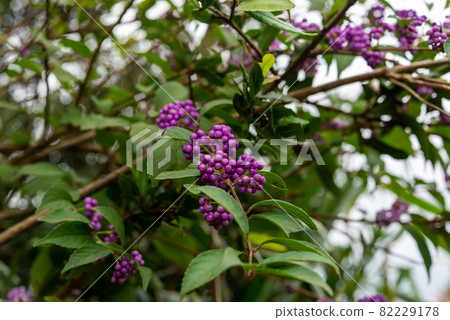 Murasaki Shikibu Murasaki Shikibu 82229178