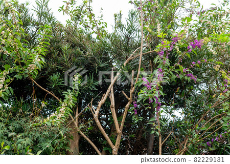 Murasaki Shikibu Murasaki Shikibu Murasaki Shikibu Murasaki Shikibu 82229181
