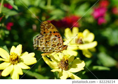 Zuma giuna Zuma giuna 82229214